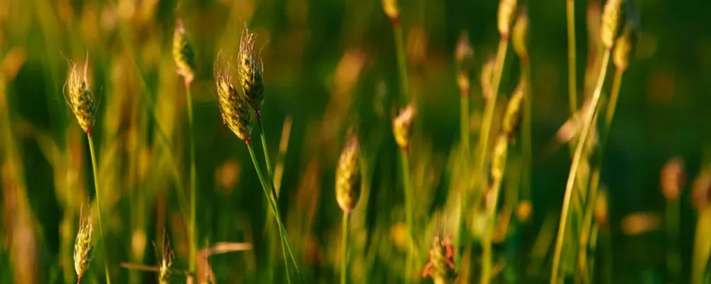 Symbolic landscape for the general ISFP Personality profile